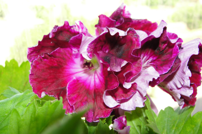  - B-Pelargoniums