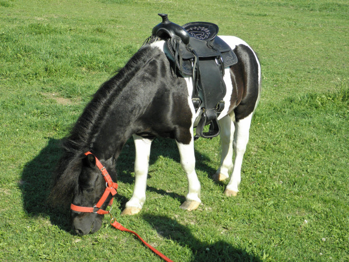 poza 358