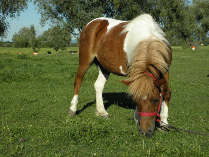 poza 425
