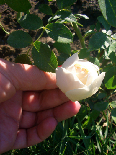 Lichfield Angel • Ausrelate (Shrub.  English Rose Collection)
