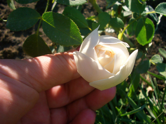 CIMG5983 - trandafiri 2012 - part II