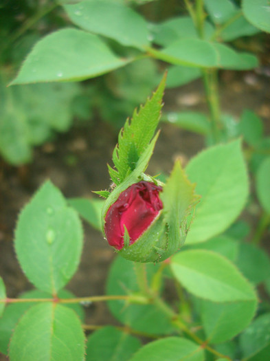 Falstaff • AUSverse (Shrub.  English Rose Collection)