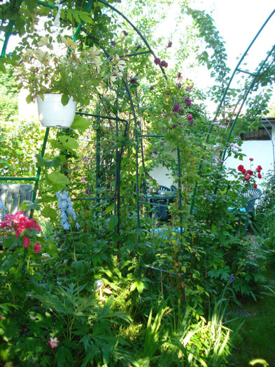 DSC04976 - Gradinuta mea 2012