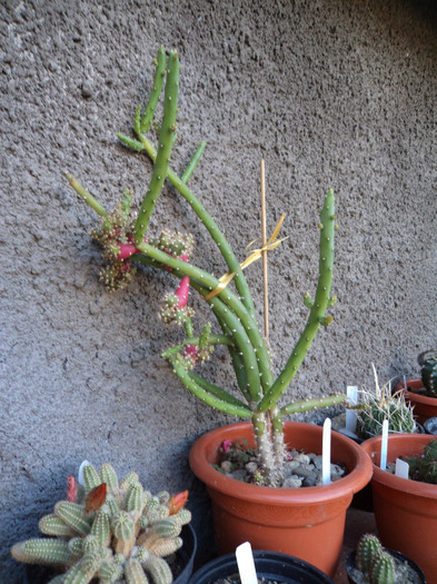 DSC02141 - Cactusi 2012