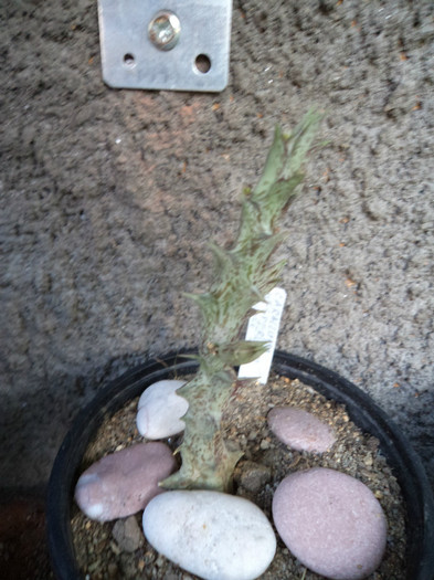 DSC02145 - Cactusi 2012