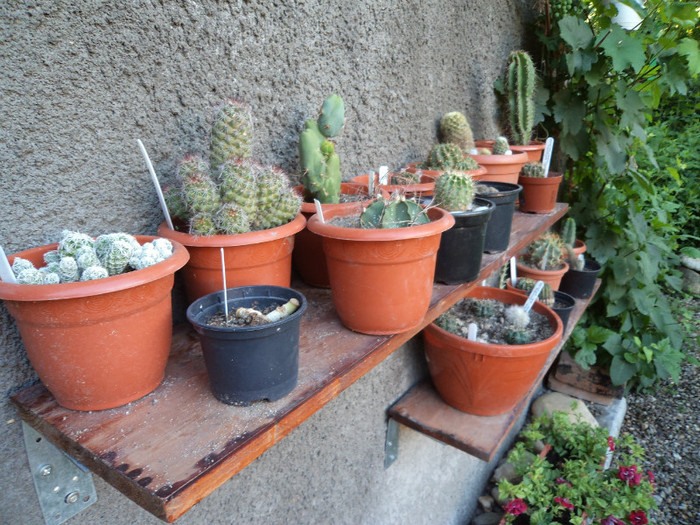 DSC02144 - Cactusi 2012