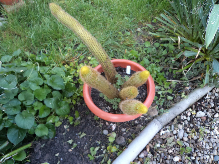 DSC02148 - Cactusi 2012
