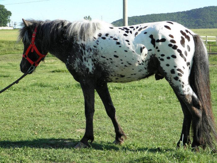 poza 491