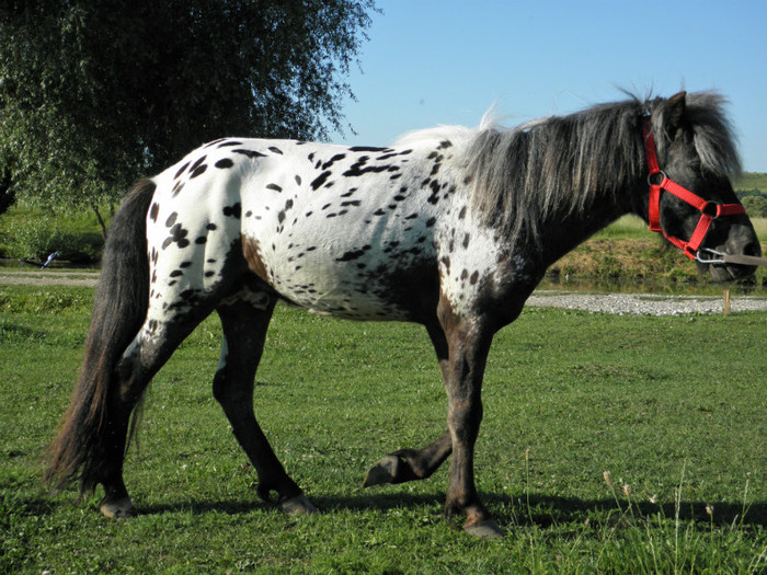 poza 496