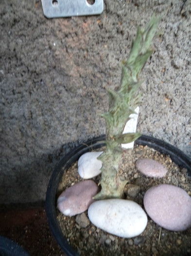 DSC02167 - Cactusi 2012