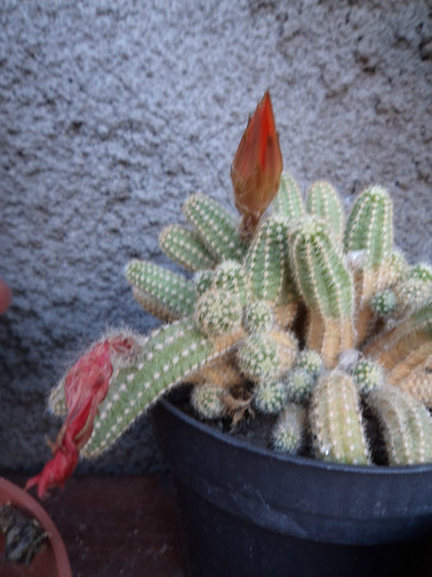 DSC02163 - Cactusi 2012