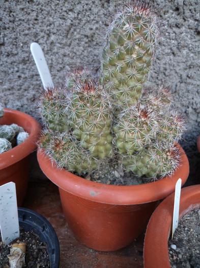 DSC02165 - Cactusi 2012