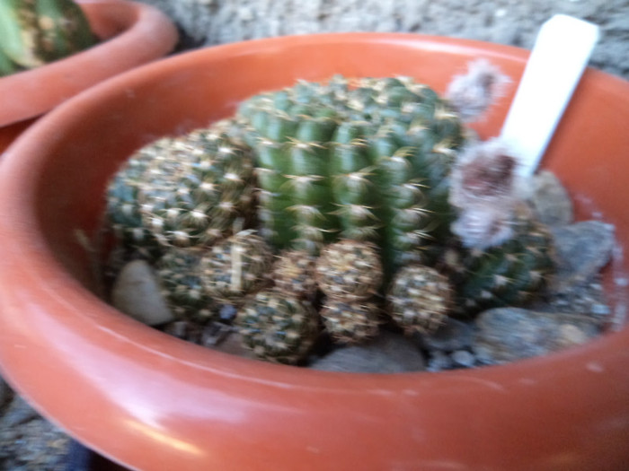 DSC02166 - Cactusi 2012