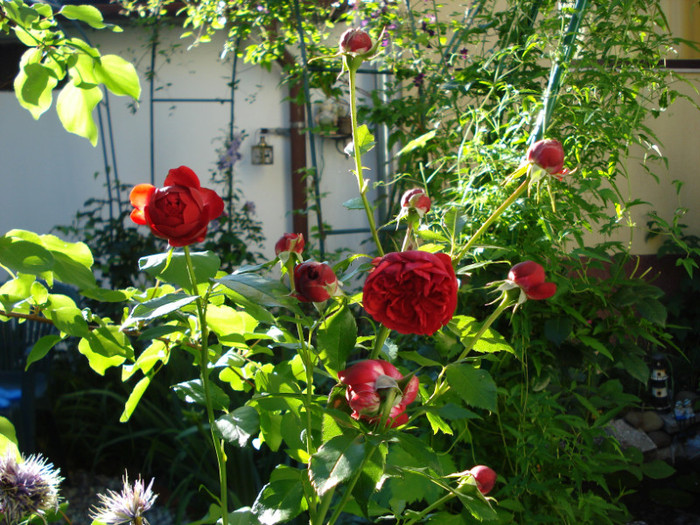 DSC04705 - Gradinuta mea 2012