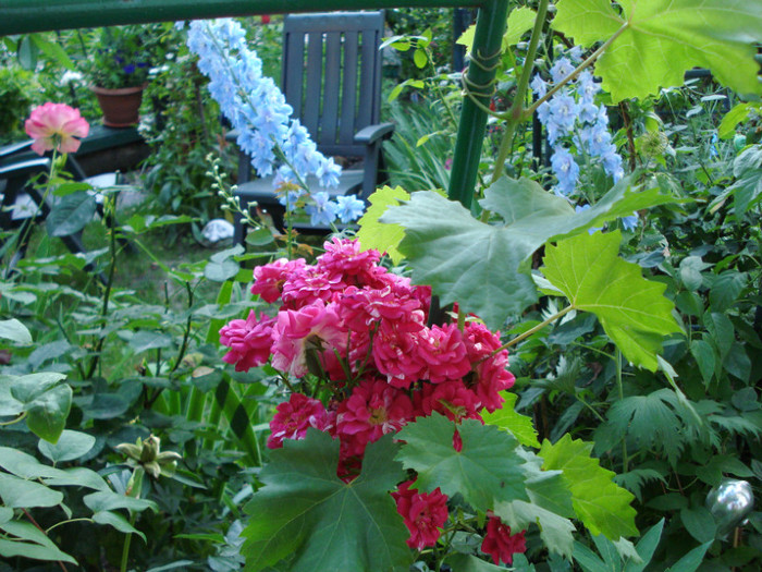 DSC04822 - Gradinuta mea 2012