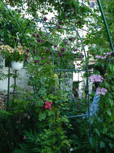 DSC04835 - Gradinuta mea 2012