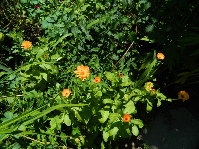 DSCN8857 - IUNIE 2 2012