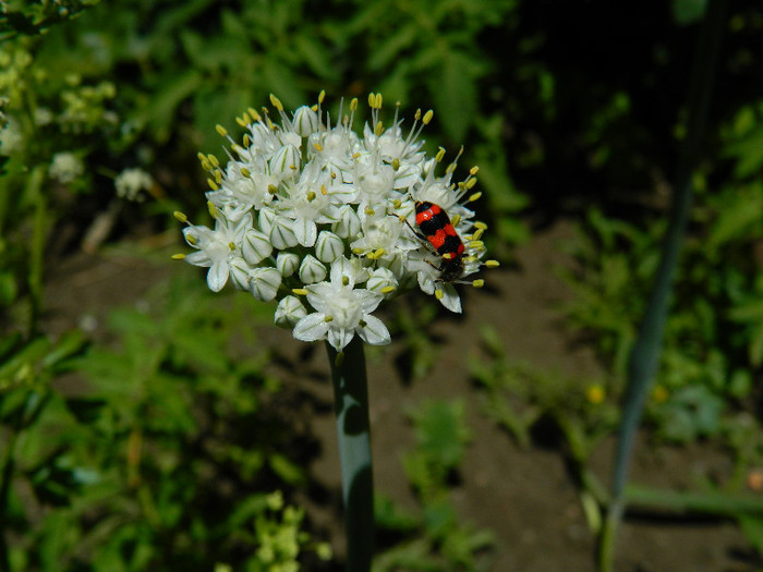 DSCN8860 - IUNIE 2 2012