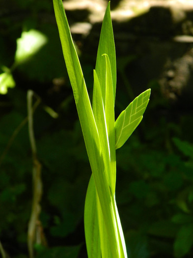 DSCN8864 - IUNIE 2 2012