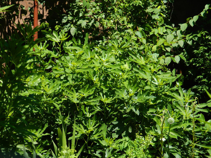 DSCN8872 - IUNIE 2 2012