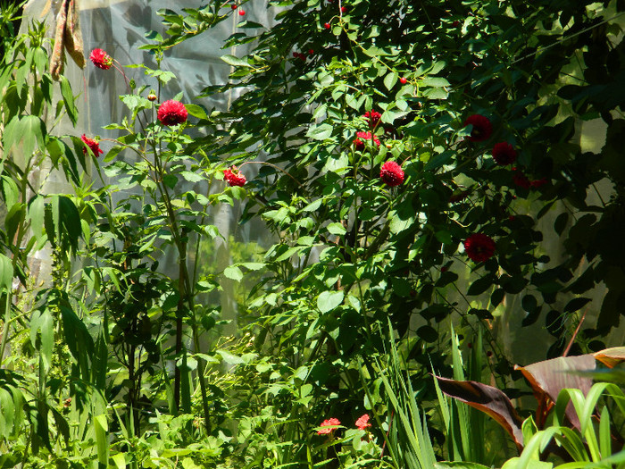 DSCN8875 - IUNIE 2 2012