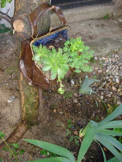 plante in loc de bani:-)) - Gradinuta mea 2012