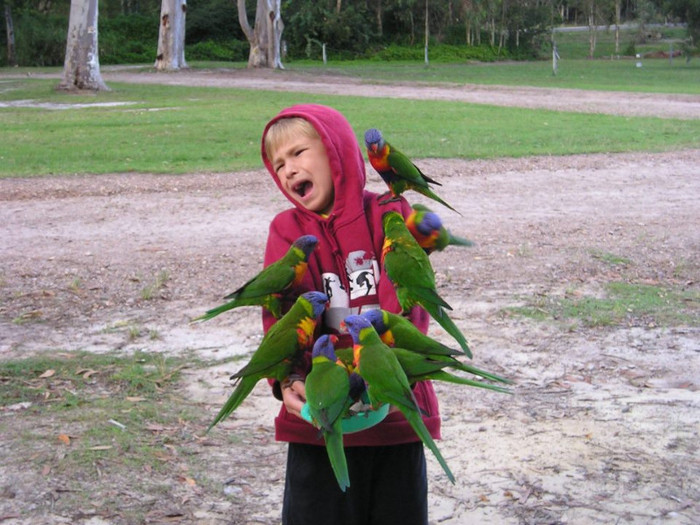 a - atacul papagalilor