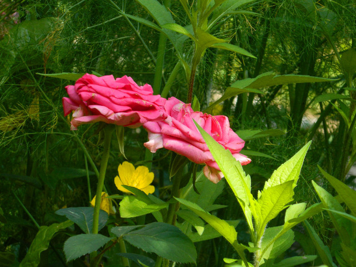 DSCN8905 - IUNIE 2 2012