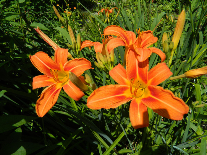 DSCN8910 - IUNIE 2 2012