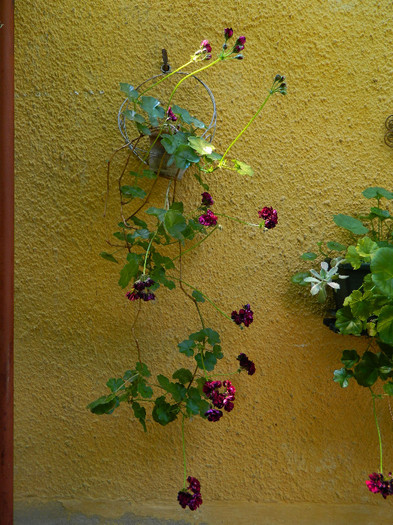DSCN8916 - IUNIE 2 2012