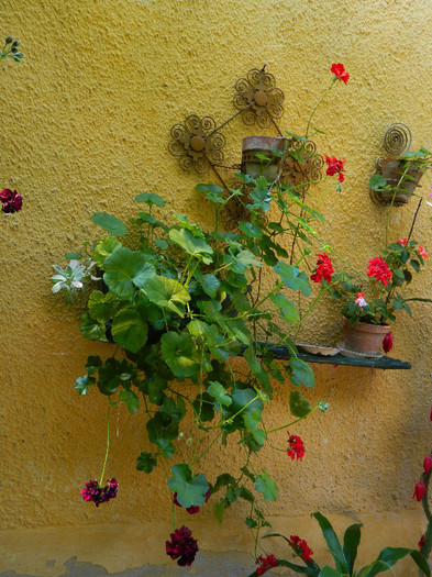 DSCN8917 - IUNIE 2 2012
