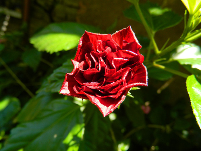 DSCN8919 - IUNIE 2 2012