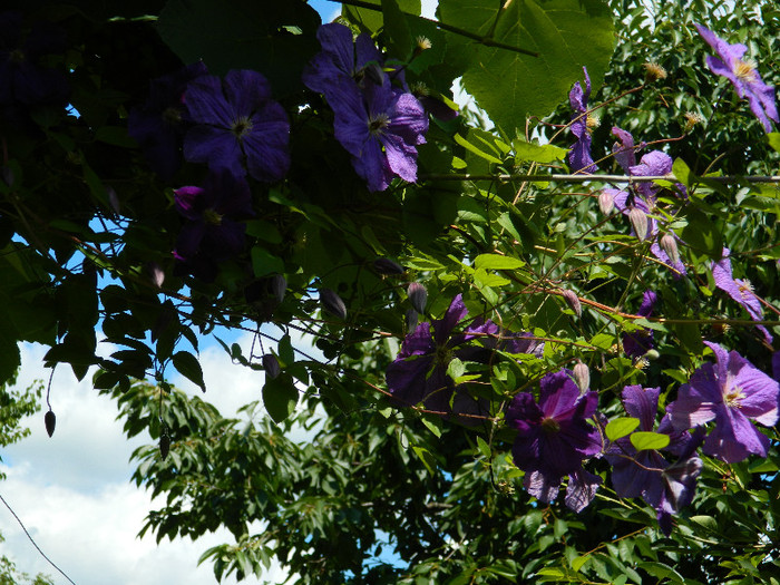 DSCN8920 - IUNIE 2 2012