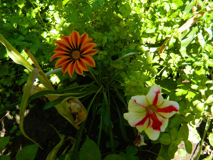 DSCN8923 - IUNIE 2 2012
