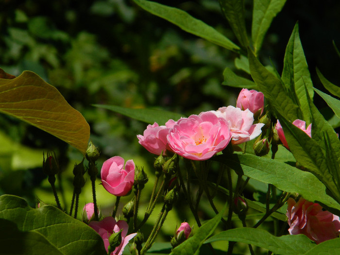 DSCN8925 - IUNIE 2 2012