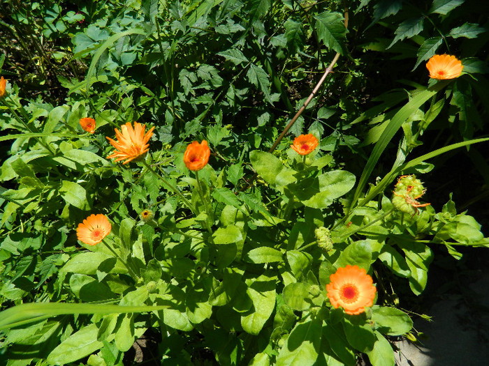 DSCN8926 - IUNIE 2 2012