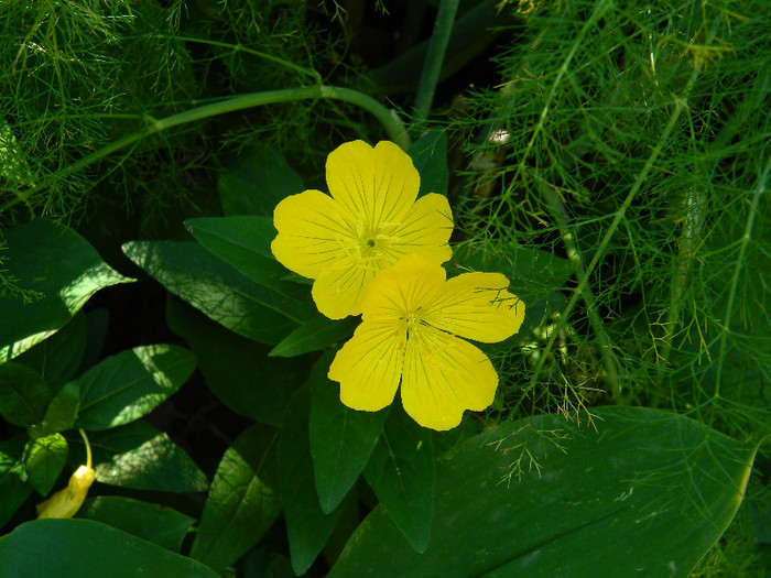 DSCN8928 - IUNIE 2 2012