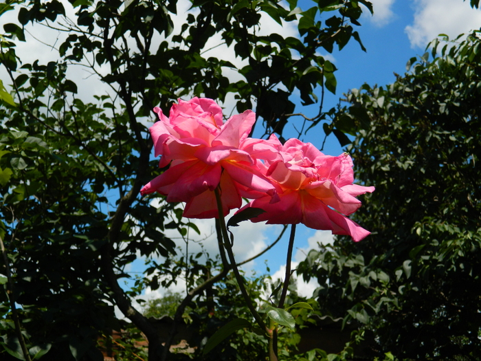 DSCN8930 - IUNIE 2 2012