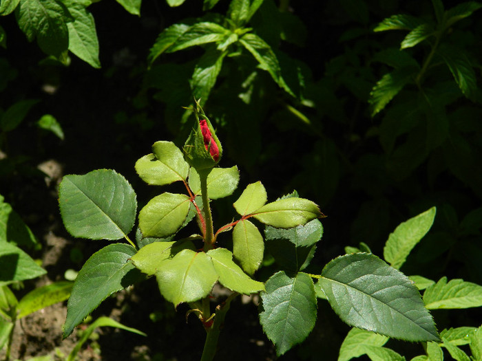 DSCN8931 - IUNIE 2 2012