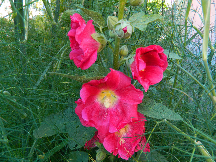 DSCN8996 - IUNIE 2 2012