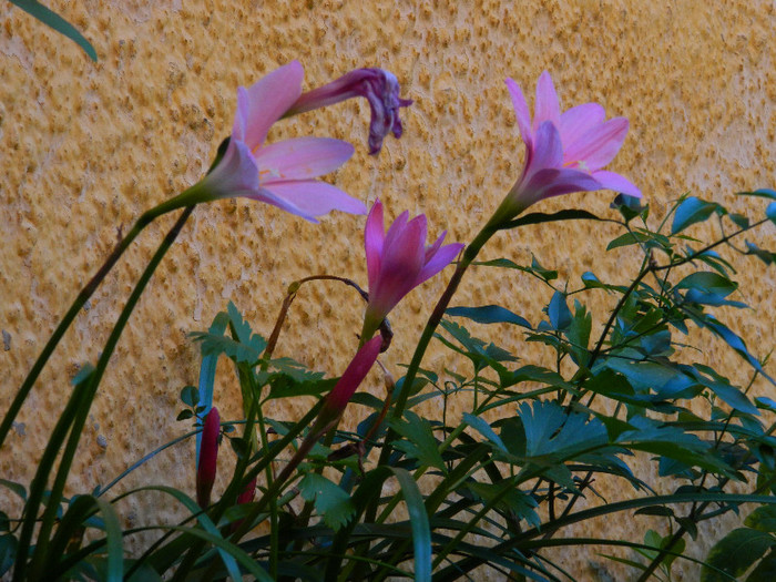 DSCN9006 - IUNIE 2 2012