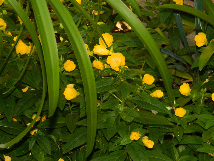 DSCN9009 - IUNIE 2 2012