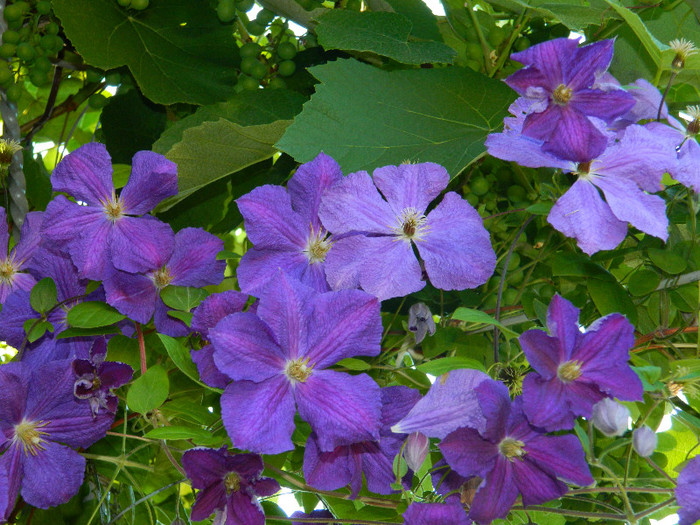 DSCN9017