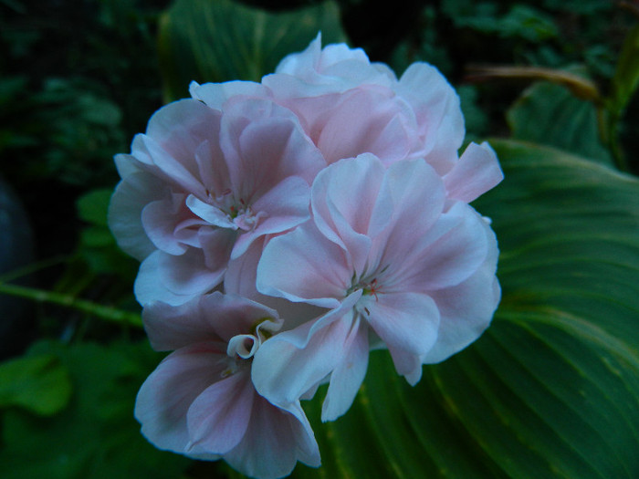 DSCN9026 - IUNIE 2 2012