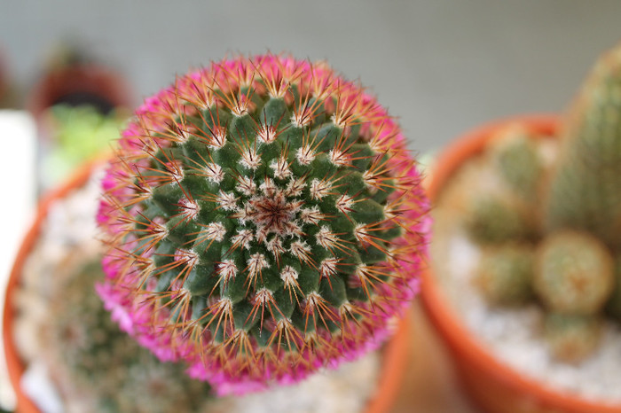 cactusi infloriti 021
