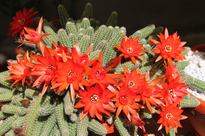cactusi infloriti 2012 001