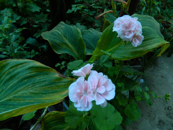 DSCN9027