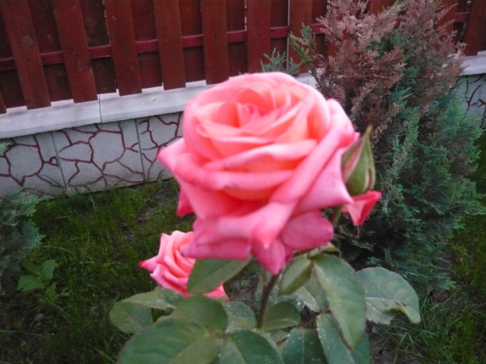 129 - TRANDAFIRI 2012-2013-2014