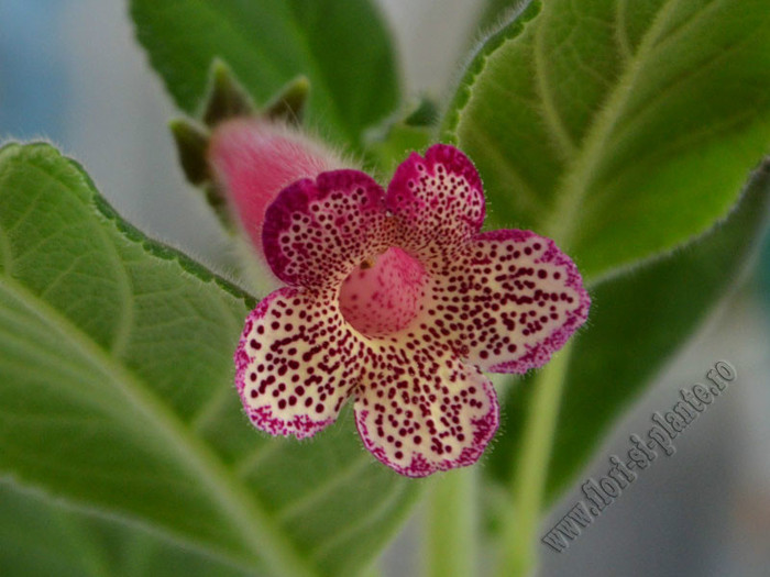 Kohleria Yfs Leah; 2012
