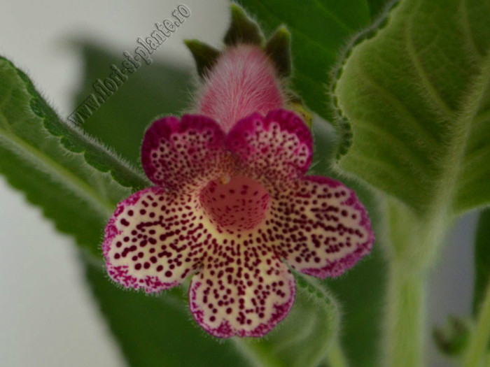 Kohleria Yfs Leah; 2012
